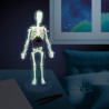 EL CUERPO HUMANO